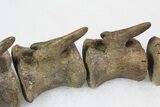 Associated Hadrosaur Vertebrae - Alberta (Disposition #-) #92645-6
